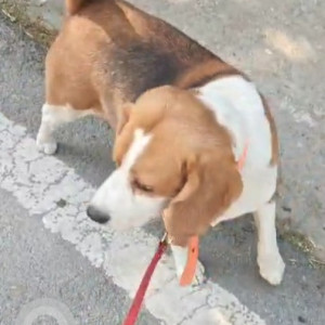 Found: White-Brown Mix Male Beagle Dog from St. Cecilia school, Vikas Puri