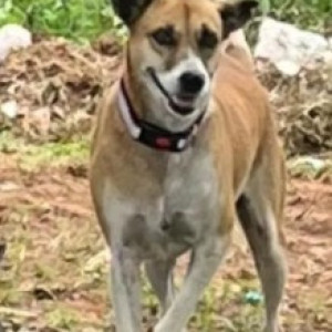 Missing: White-Brown Mix Female Indie Dog from Banashankari 6 th stage,1st block