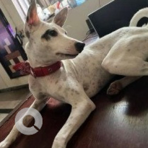 Missing: White Female Indie Dog from Tidel park, Thiruvanmiyur