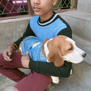 Found: White-Brown Mix Female Beagle Dog from Sangam Vihar 8 No. G 1st block