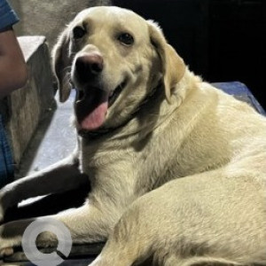 Found: White Female Labrador Dog from West Jafferkhanpet, Nagavedu, Chennai