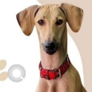 Missing: Brown Male Chippi Parai Dog from Sathyamoorthy Nagar, Thiruvottiyur