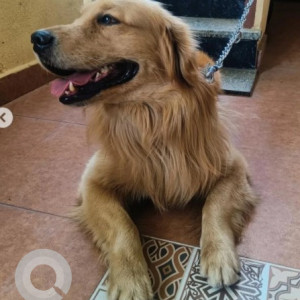Found: Golden Male Golden Retriever Dog from Rajaji Nagar