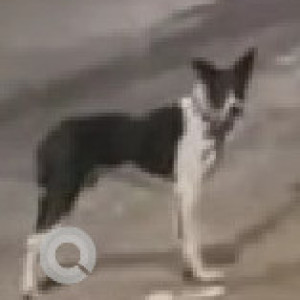 Found: Black and White Male Indie Dog from Tingre Nagar, Road No 13Q (Near Bridge/ Jai Ganesh Washing Centre)