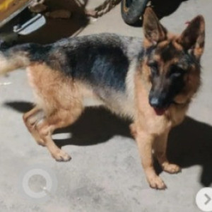 Missing: Black and Brown Female German Shepherd Dog from JP bhavan JDS party office, Seshadripuram