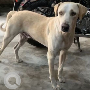 Missing: White Male Indie Dog from Subhash Chowk, Sector 48, Gurgaon