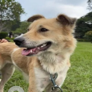Missing: White-Brown Mix Female Indie Dog from Sanjaynagar