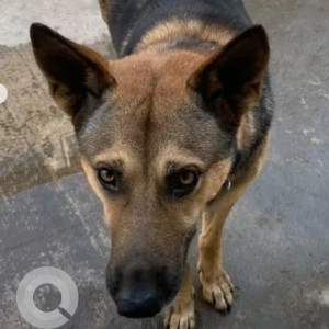 Found: Black and Brown Male German Shepherd Dog from Kullappa circle near Priyardarshini school