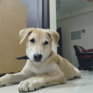 Missing: White Male Indie Dog from Supertech cape town sector 74