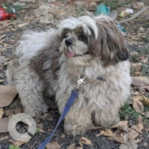 Found: White-Brown Mix Female Shih Tzu Dog from HSR Layout near Agara Flyover