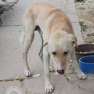 Found: White Male Indie Dog from Malibu town, Sector 47