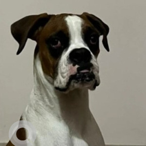 Missing: White-Brown Mix Male Boxer Dog from Reva Pu College