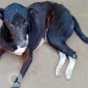 Missing: Black and White Male Indie Dog from Dr Krishna's clinic sector 122 Noida