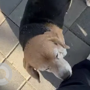 Found: Black and Brown Male Beagle Dog from Dapodi Bridge