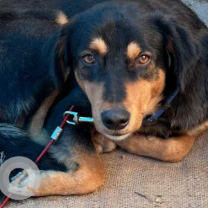 Missing: Black and Brown Male Rottweiler Bhoottiya mix Dog from Sector 70, Noida