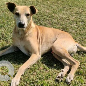 Missing: White-Brown Mix Male Indie Dog from Rose Garden, Noida Sector 15a