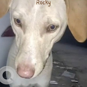 Missing: White-Brown Mix Male Indie Dog from RT Sharma clinic, Vasant Kunj