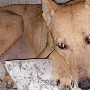 Missing: Brown Female Indie Dog from Sector 7, Rohini