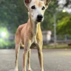 Missing: White-Brown Mix Female Indie Dog from IIT Madras Taramani Gate