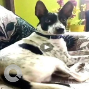 Missing: Black and White Male Indie Dog from Anna Nagger East,  Boughanvilla park