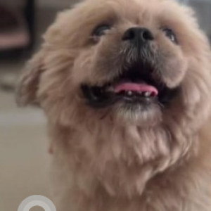Missing: Brown Male Shih Tzu Dog from Virugambakkam
