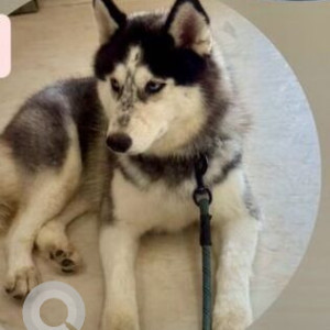 Found: Black and White Female Husky Dog from Streets of Shanti  Kunj, Vasant kunj