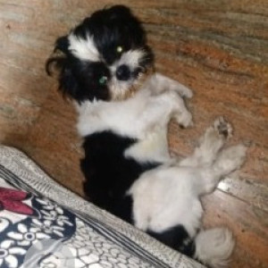 Missing: Black and White Male Shih Tzu Dog from Mylasandra, Kengeri, Mysore road