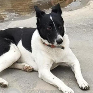 Missing: Black and White Male Indie Dog from Gate No 1, Lotus Boulevard Society, Noida