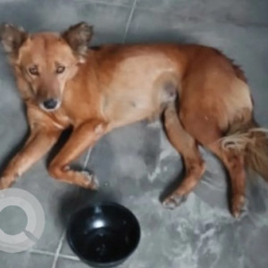 Found: Brown Male Indie Dog from IIMB, Vijaya bank layout, Bannerghatta road
