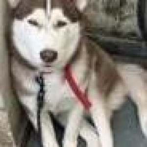 Missing: White-Brown Mix Male Husky Dog from Sector 22, Chandigarh