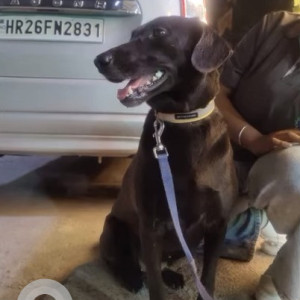 Found: Black and Brown Female Indie Dog from Mayur Vihar Phase 3