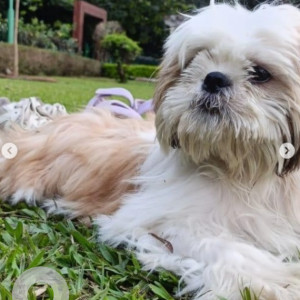 Missing: White Male Shih Tzu Dog from Hsr layout 7th sector 14th main 17th cross