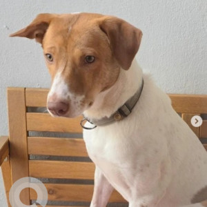 Missing: White-Brown Mix Male Indie Dog from Yelahanka, Haroahalli/Kenchenahalli