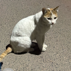 Missing: White-Brown Mix Female Indie Cat from Gk3-E block