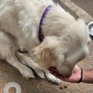 Found: White Female Golden Retriever Dog from Hebbal Veterinary Hospital campus, Bangalore