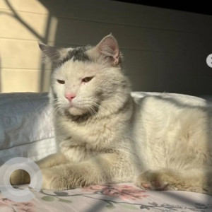 Missing: White Male Indie Cat from BTM layout, 12th A main road