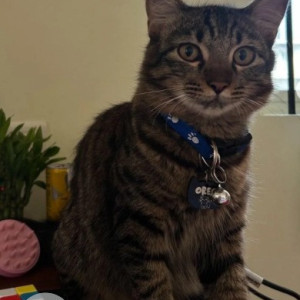 Missing: Black and Brown Male Indie Cat from RT nagar sultanpalya, 3rd cross road
