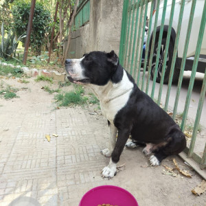 Missing: Black and White Male Pitbull Dog from Greater Kailash 3