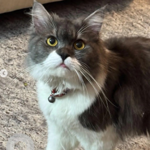 Missing: White and Grey Male Persian Cat from T Dasarahalli