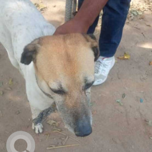 Missing: White-Brown Mix Female Indie Dog from Morta, Raj nagar ext, Ghaziabad