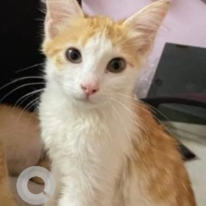Missing: White Female Tabby Cat from East street, Akkithimanahalli, Shantinagar (4th cross road)