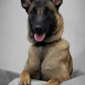 Missing: Black and Brown Female Belgium Malinois Dog from Mysore Bank colony, Nagendra block, Girinagar