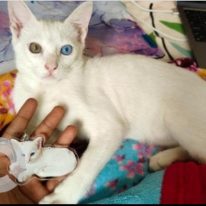 Missing: White Male Indie Cat from 6th Cross, 6th main Malleshwaram opposite to BBMC Gym