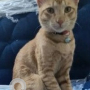 Missing: Light Brown Male Indie Cat from 4th cross Parapana agrahara, Kudlu gate