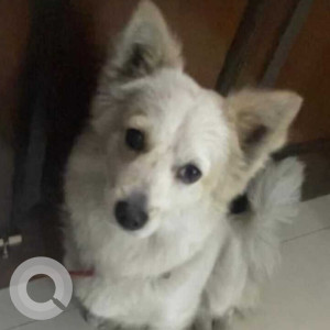 Missing: White Male Indie Dog from Chander nagar, chotti pulli, Ludhiana