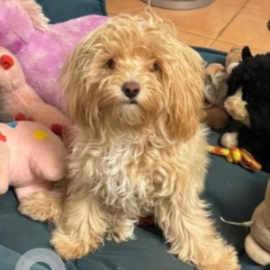 Missing: Golden Female Maltipoo Dog from 1st main, Jayamahal Extension