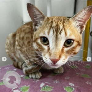 Missing: White-Brown Mix Male Indie Cat from Sanchu animal hospital, Whitefield, Siddapura area