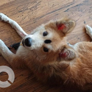 Found: White-Brown Mix Male Indie Pomeranian mix Dog from SLN print shop, Koramangala