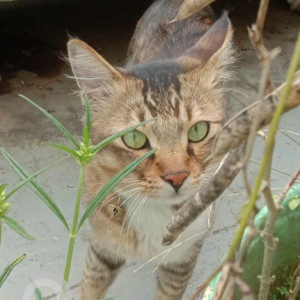 Missing: White and Grey Male Indie Cat from 13th main, E Block, Subramanyanagar, Rajajinagar 2nd stage