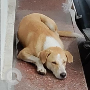 Missing: White-Brown Mix Male Indie Dog from Water Tank Road/ Kathriguppe